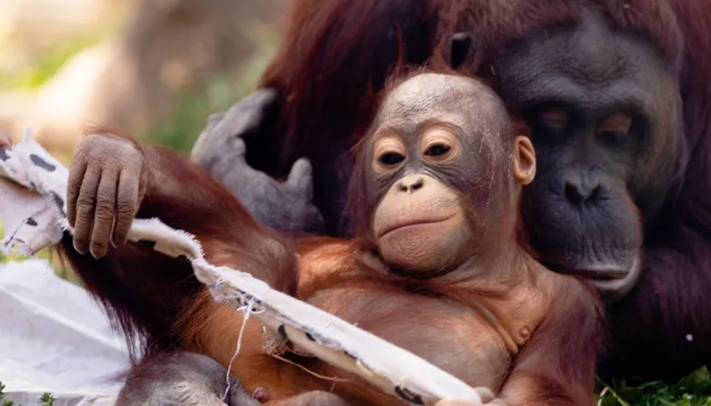 Maimuțe, Grădina Zoologică din Madrid